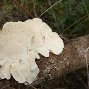 Trametes sp. at Borough, NSW - 11 Oct 2022