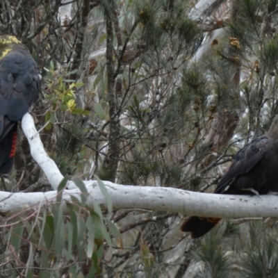 Calyptorhynchus lathami lathami (Glossy Black-Cockatoo) at Borough, NSW - 10 Oct 2022 by Paul4K