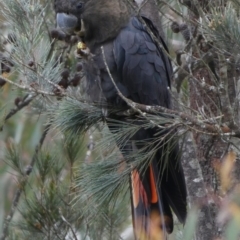 Calyptorhynchus lathami at Borough, NSW - 11 Oct 2022