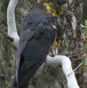 Calyptorhynchus lathami lathami at Borough, NSW - 11 Oct 2022