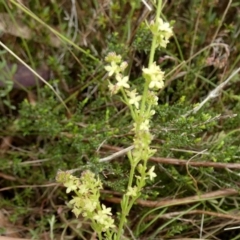 Galium gaudichaudii subsp. gaudichaudii (Rough Bedstraw) at QPRC LGA - 10 Oct 2022 by Paul4K