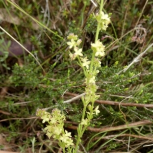 Galium gaudichaudii subsp. gaudichaudii at Borough, NSW - suppressed