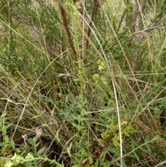 Galium gaudichaudii subsp. gaudichaudii at Borough, NSW - suppressed