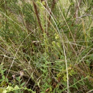 Galium gaudichaudii subsp. gaudichaudii at Borough, NSW - suppressed