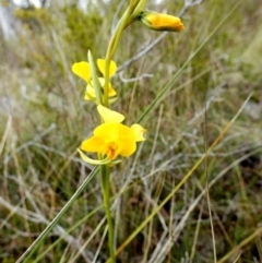 Diuris aequalis (Buttercup Doubletail) at Mayfield, NSW - 10 Oct 2022 by Paul4K