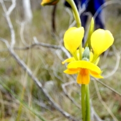 Diuris aequalis at Mayfield, NSW - suppressed