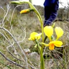 Diuris aequalis at Mayfield, NSW - suppressed