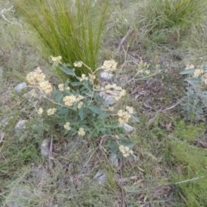 Pomaderris intermedia at Borough, NSW - suppressed