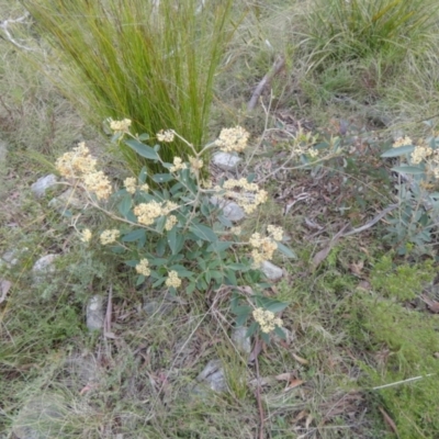 Pomaderris intermedia (Golden Pomaderris) at Borough, NSW - 11 Oct 2022 by Paul4K