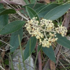 Pomaderris intermedia at Borough, NSW - suppressed