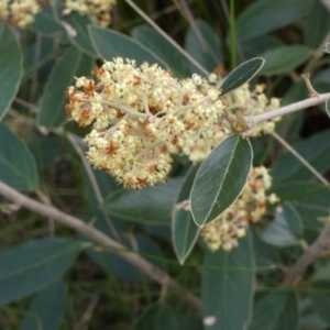 Pomaderris intermedia at Borough, NSW - suppressed