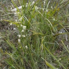 Stackhousia monogyna (Creamy Candles) at Borough, NSW - 11 Oct 2022 by Paul4K