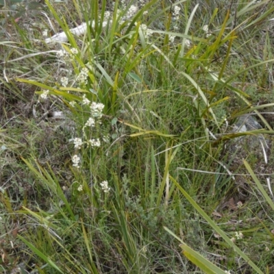 Stackhousia monogyna (Creamy Candles) at Borough, NSW - 11 Oct 2022 by Paul4K