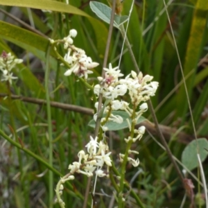 Stackhousia monogyna at Borough, NSW - 11 Oct 2022