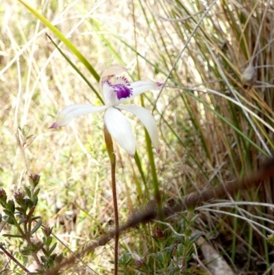 Caladenia ustulata (Brown Caps) at QPRC LGA - 11 Oct 2022 by Paul4K