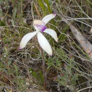 Caladenia ustulata at Borough, NSW - 11 Oct 2022