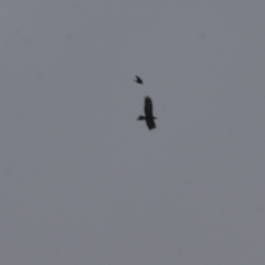 Aquila audax (Wedge-tailed Eagle) at Wodonga - 14 Oct 2022 by KylieWaldon
