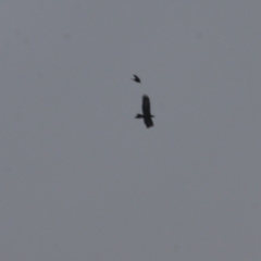 Aquila audax (Wedge-tailed Eagle) at Klings Reserve - 14 Oct 2022 by KylieWaldon