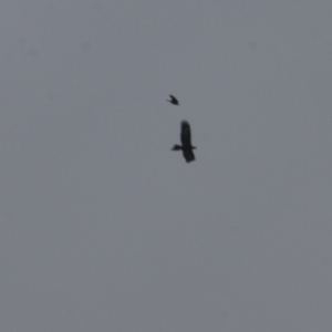 Aquila audax at West Wodonga, VIC - 15 Oct 2022 08:48 AM