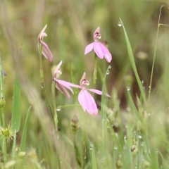 Caladenia carnea (Pink Fingers) at Wodonga - 14 Oct 2022 by KylieWaldon