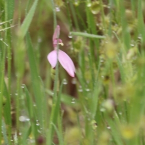 Caladenia carnea at West Wodonga, VIC - suppressed