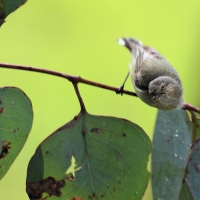 Smicrornis brevirostris (Weebill) at Wodonga - 14 Oct 2022 by KylieWaldon