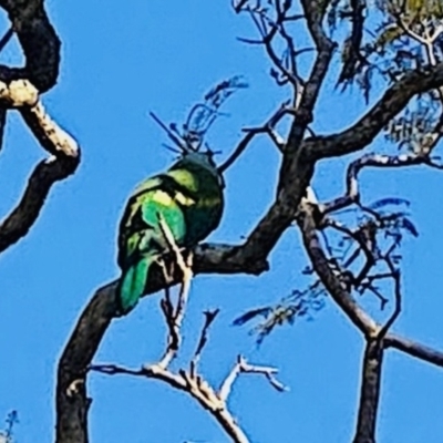 Ptilinopus magnificus (Wompoo Fruit-dove) at Cooroy, QLD - 19 Sep 2022 by WestCooroy