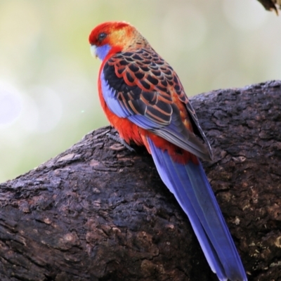 Platycercus elegans (Crimson Rosella) at West Wodonga, VIC - 14 Oct 2022 by KylieWaldon