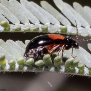 Monolepta minima at Latham, ACT - 13 Oct 2022