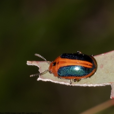 Calomela curtisi (Acacia leaf beetle) at Latham, ACT - 13 Oct 2022 by Roger