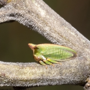 Sextius virescens at Latham, ACT - 13 Oct 2022 02:09 PM