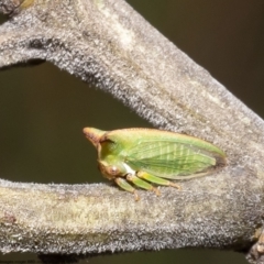 Sextius virescens (Acacia horned treehopper) at Latham, ACT - 13 Oct 2022 by Roger
