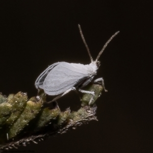 Coniopterygidae (family) at Latham, ACT - 15 Oct 2022