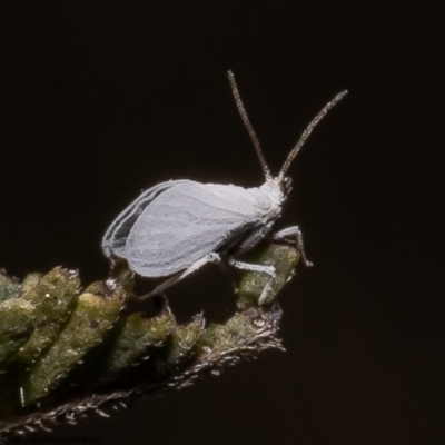 Coniopterygidae (family) (Dusty lacewing or Dustywing) at Latham, ACT - 15 Oct 2022 by Roger