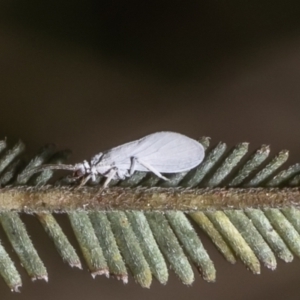 Coniopterygidae (family) at Latham, ACT - 15 Oct 2022