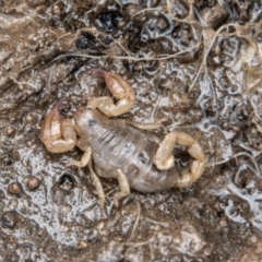 Urodacus manicatus (Black Rock Scorpion) at Ginninderry Conservation Corridor - 30 Sep 2022 by SWishart