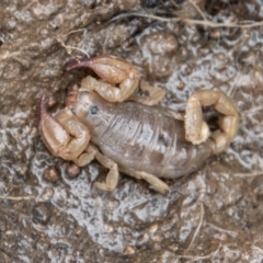 Urodacus manicatus at Coree, ACT - 30 Sep 2022 12:40 PM