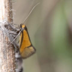 Philobota undescribed species near arabella (A concealer moth) at Ginninderry Conservation Corridor - 30 Sep 2022 by SWishart