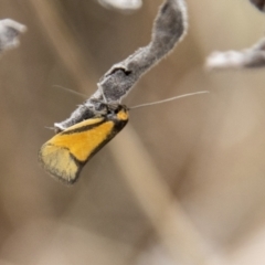 Philobota undescribed species near arabella at Coree, ACT - 30 Sep 2022 10:39 AM