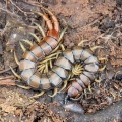 Cormocephalus aurantiipes (Orange-legged Centipede) at Coree, ACT - 30 Sep 2022 by SWishart