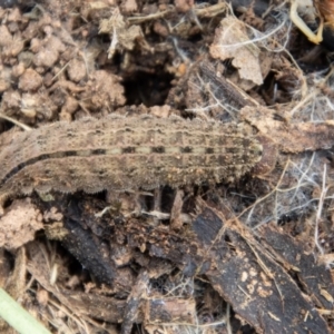 Heteronympha merope at Coree, ACT - 30 Sep 2022