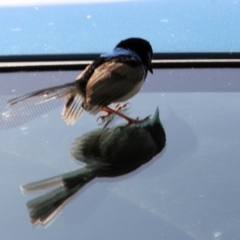 Malurus cyaneus (Superb Fairywren) at West Wodonga, VIC - 14 Oct 2022 by KylieWaldon