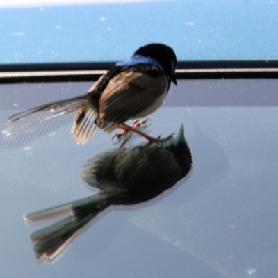 Malurus cyaneus (Superb Fairywren) at Wodonga - 14 Oct 2022 by KylieWaldon