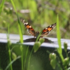 Vanessa kershawi (Australian Painted Lady) at West Wodonga, VIC - 15 Oct 2022 by KylieWaldon