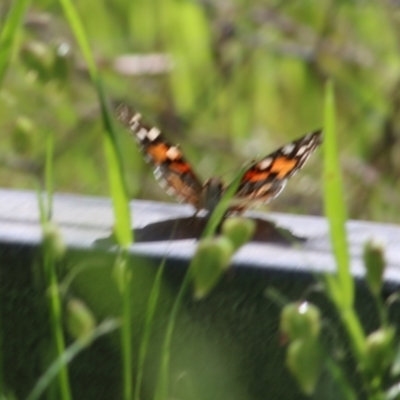 Vanessa kershawi (Australian Painted Lady) at West Wodonga, VIC - 14 Oct 2022 by KylieWaldon