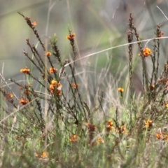 Dillwynia sericea (Egg And Bacon Peas) at West Wodonga, VIC - 14 Oct 2022 by KylieWaldon