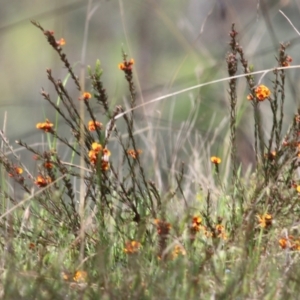 Dillwynia sericea at West Wodonga, VIC - 15 Oct 2022 09:00 AM