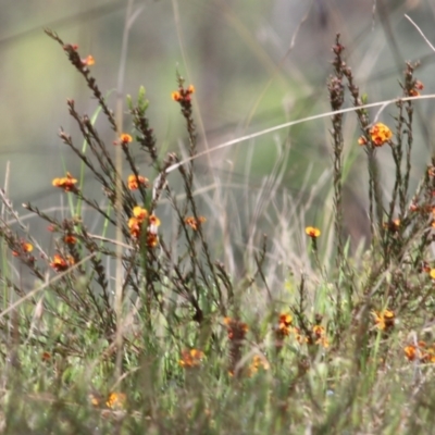 Dillwynia sericea (Egg And Bacon Peas) at Felltimber Creek NCR - 15 Oct 2022 by KylieWaldon