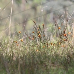 Dillwynia sericea at West Wodonga, VIC - 15 Oct 2022 09:00 AM