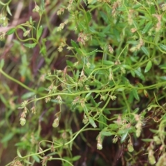 Gonocarpus tetragynus (Common Raspwort) at West Wodonga, VIC - 15 Oct 2022 by KylieWaldon